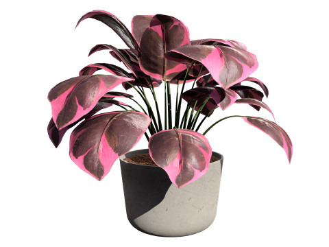 Prayer Plant 3D 모델