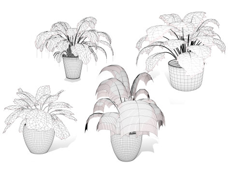 Prayer Plant 3D 모델