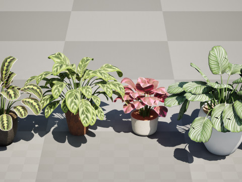 Prayer Plant 3D 모델