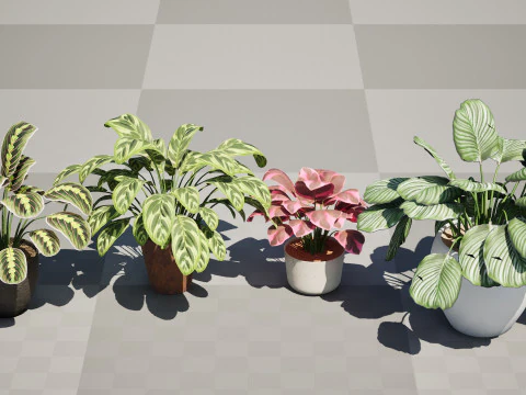 Prayer Plant 3D Model