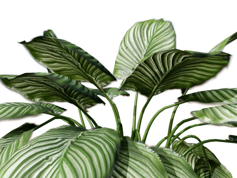 Prayer Plant 3D Model