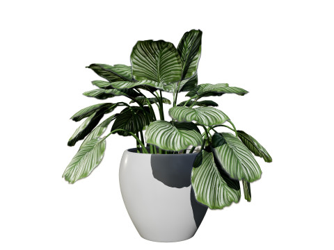 Prayer Plant 3D 모델