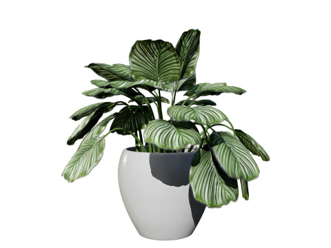 Prayer Plant 3D Model
