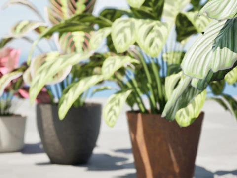 Prayer Plant 3D Model
