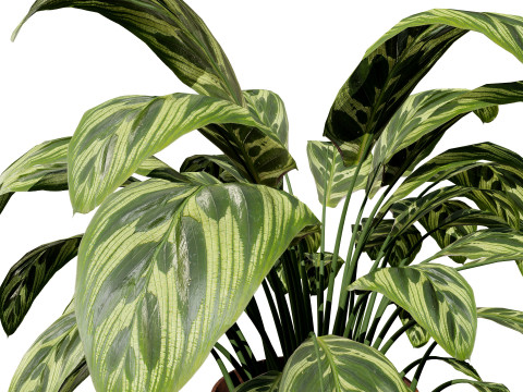 Prayer Plant 3D 모델