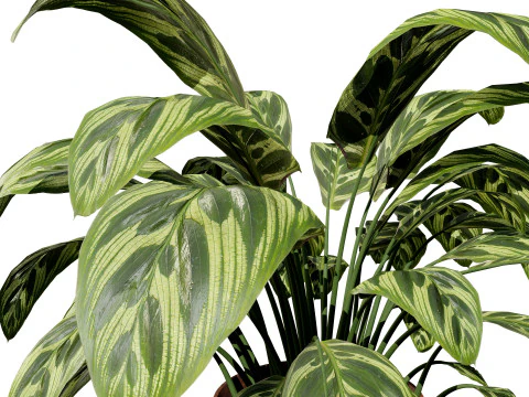 Prayer Plant 3D Model