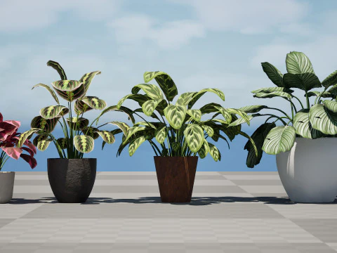 Prayer Plant 3D Model