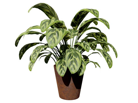 Prayer Plant 3D Model