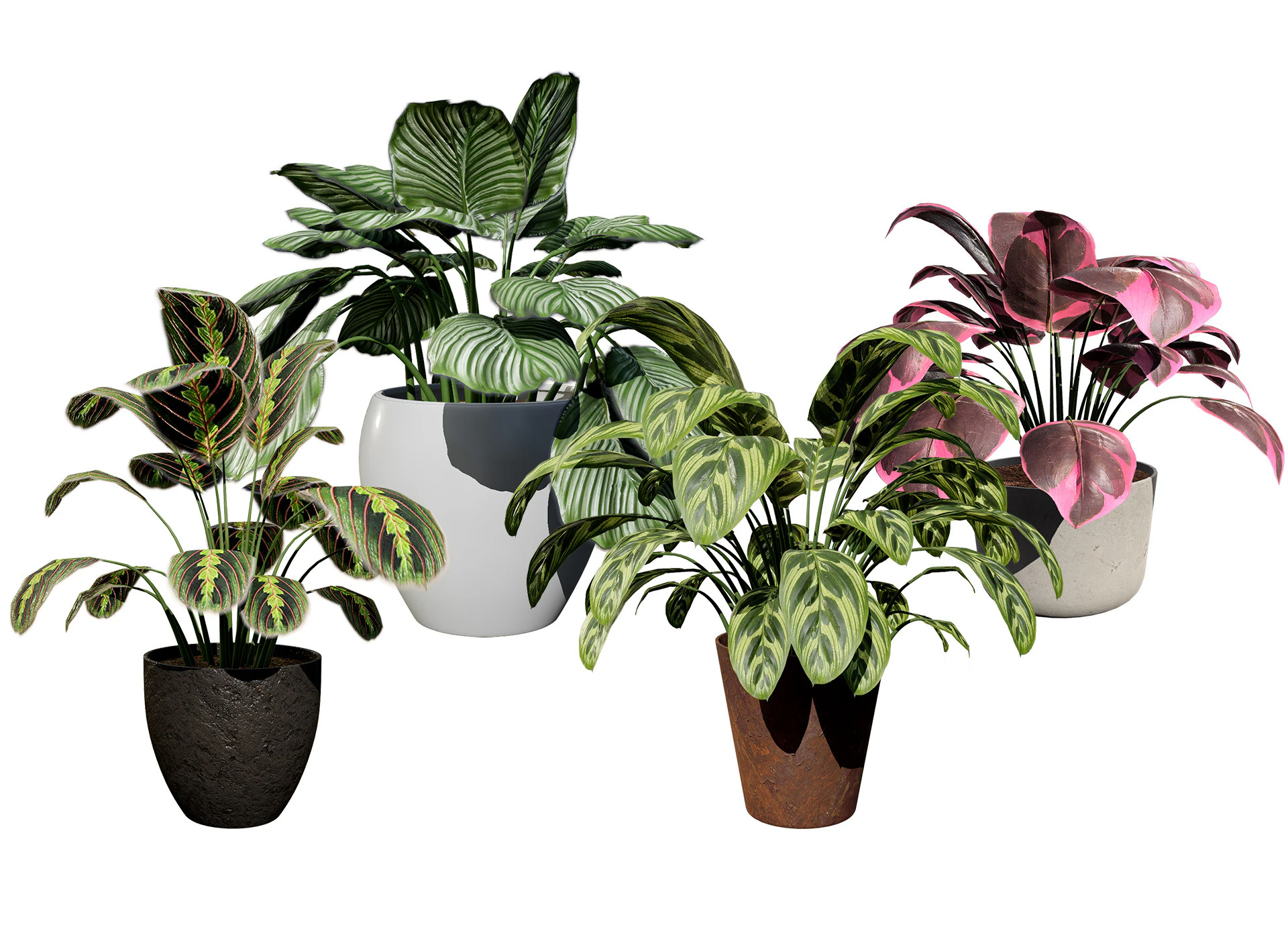 Prayer Plant 3D Model .c4d .max .obj .3ds .fbx .stl .blend 