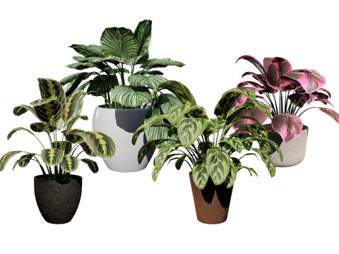 Prayer Plant 3D Model