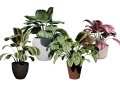 Prayer Plant 3D Model