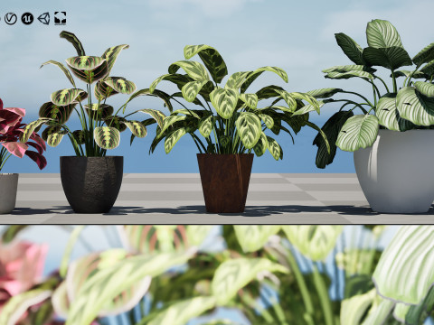 Prayer Plant 3D 모델