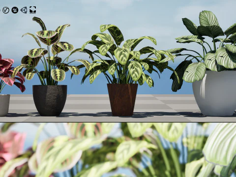 Prayer Plant 3D Model
