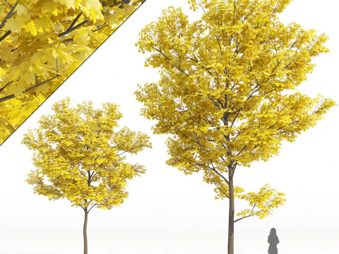 100 Highly Detailed Game ready Trees 3d collection 3D Model