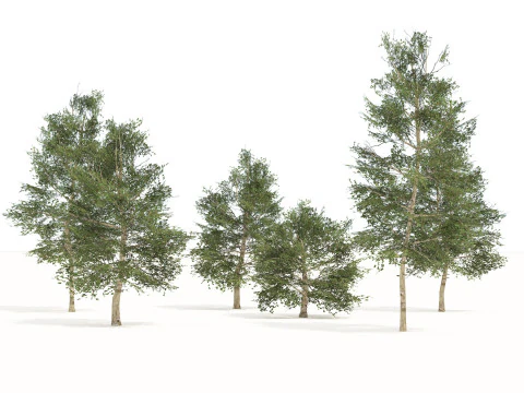 100 Highly Detailed Game ready Trees 3d collection 3D Model