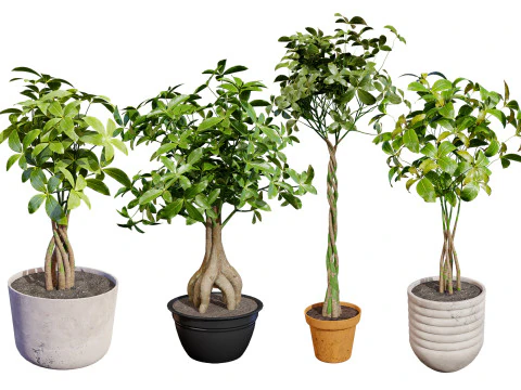 Guyana Kastanje 3D Model