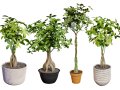 Guiana Chestnut 3D Модель