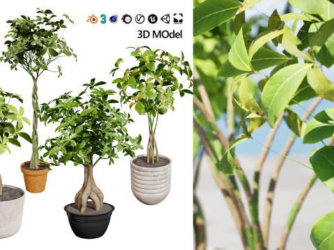 Guiana Chestnut 3D Модель