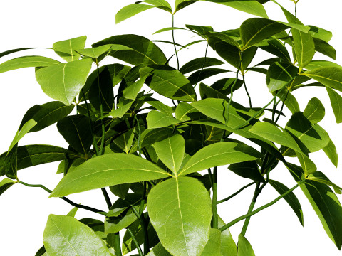 Guiana Chestnut 3D Модель