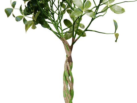 Guiana Chestnut 3D Модель