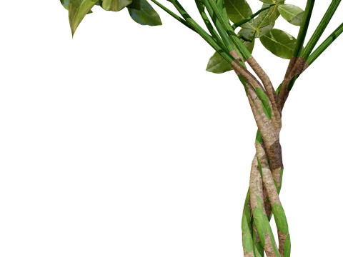 Guiana Chestnut 3D Модель