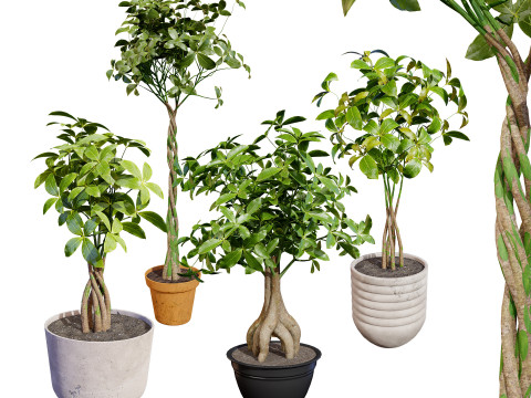 Guiana Chestnut 3D Модель