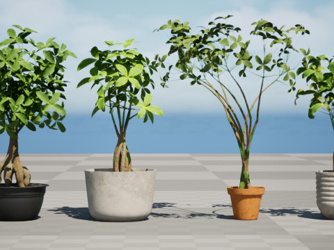 Guiana Chestnut 3D Модель