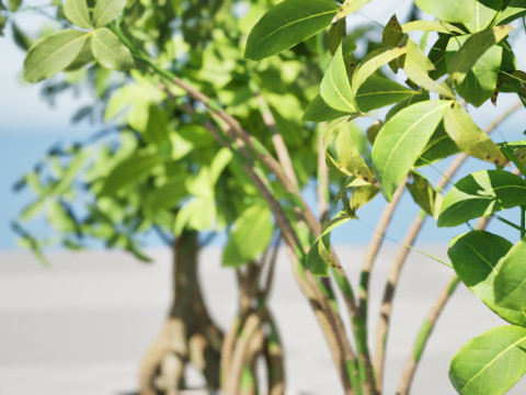 Guiana Chestnut 3D Модель