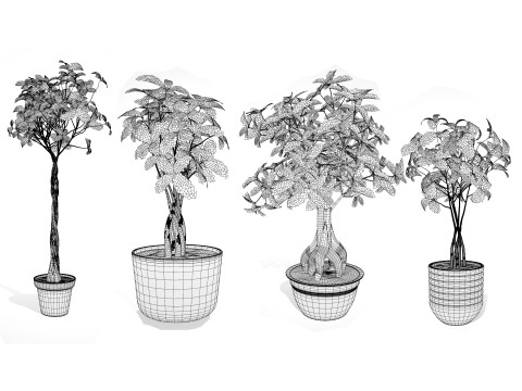 Guiana Chestnut 3D Модель