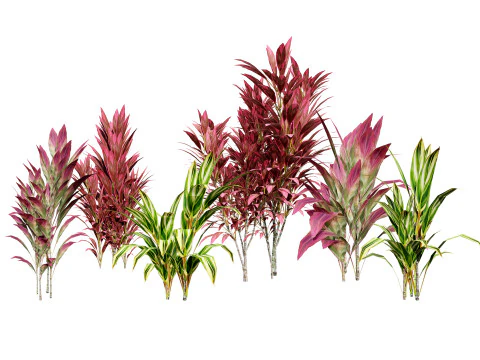 Hawaiiaanse Ti-struik 3D Model