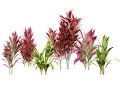 Hawaiian Ti Shrub 3D 모델