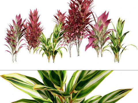 Hawaiian Ti Shrub 3D Model