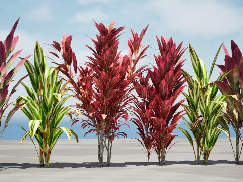 Hawaiian Ti Shrub 3D Model