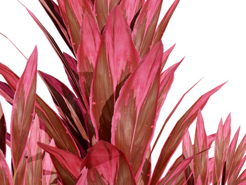 Hawaiian Ti Shrub 3D Model