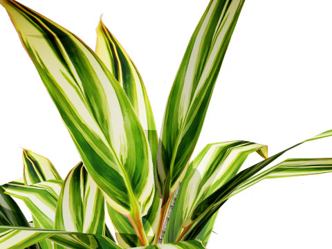 Hawaiian Ti Shrub 3D Model