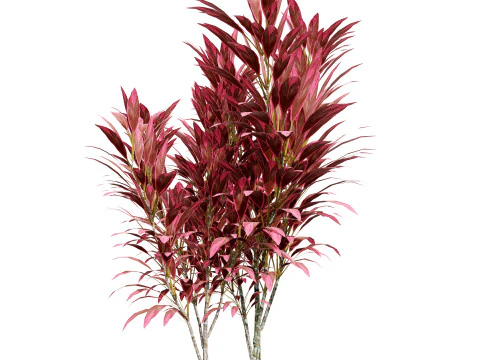 Hawaiian Ti Shrub 3D Model