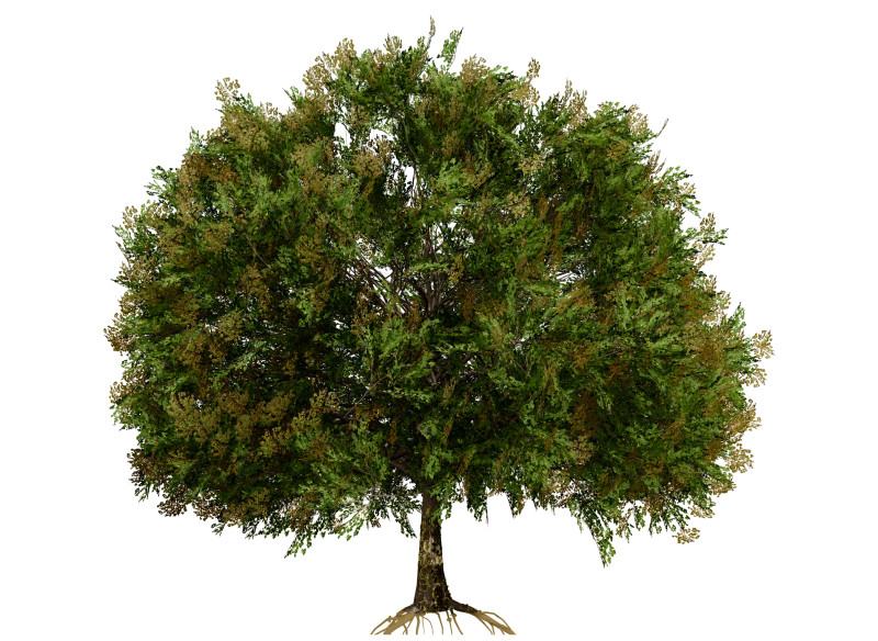 Frene Blanc Tree Modello 3D .c4d .max .obj .3ds .fbx .stl .blend 