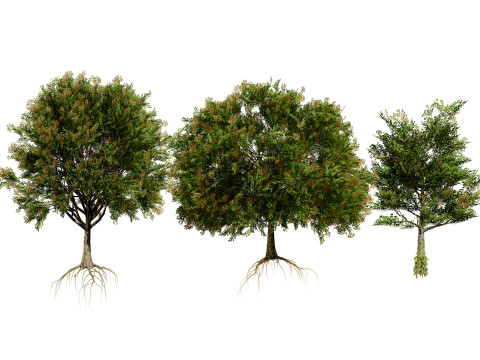 Frene Blanc Tree Modello 3D