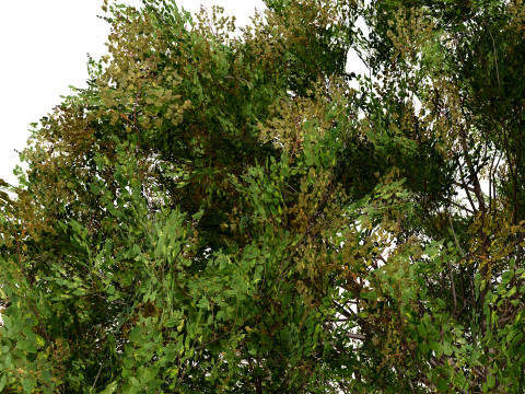 Frene Blanc Tree Modello 3D