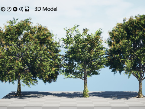 Frene Blanc Tree Modello 3D