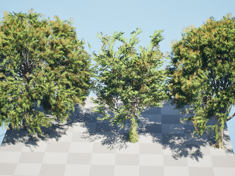 Frene Blanc Tree Modello 3D