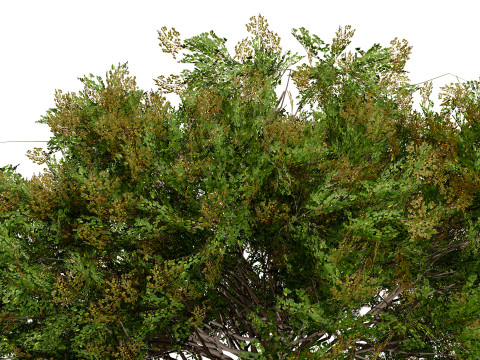 Frene Blanc Tree Modello 3D