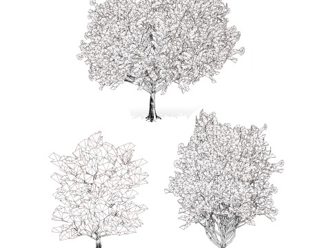 Frene Blanc Tree Modello 3D