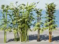 Realistic Bamboo Plants 3D 모델