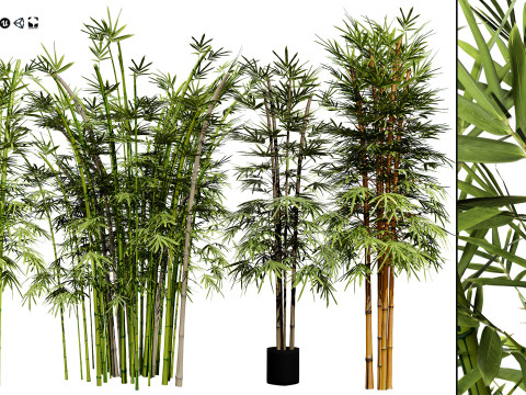 Realistic Bamboo Plants Model 3D