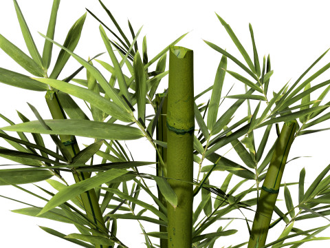 Realistic Bamboo Plants Model 3D