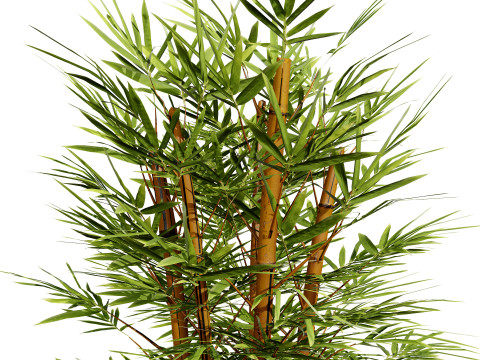 Realistic Bamboo Plants Model 3D