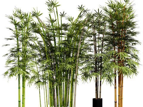 Realistic Bamboo Plants Model 3D