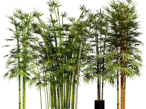 Realistic Bamboo Plants 3D Model