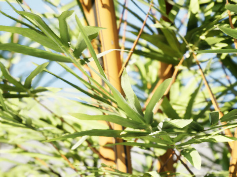 Realistic Bamboo Plants Model 3D
